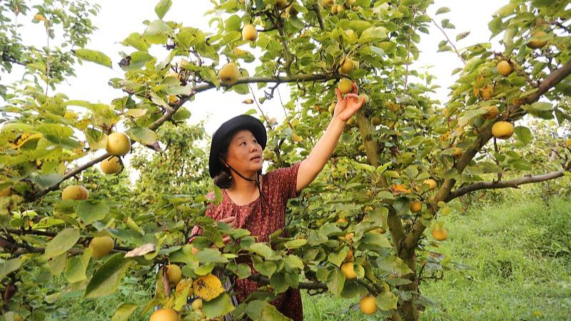 Tuaian Pic di Anhui