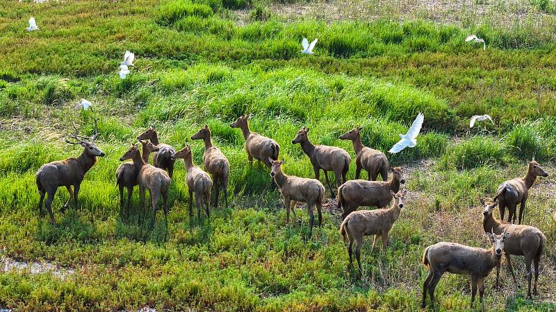 Taman Tanah Paya Tiaozini di Jiangsu, Syurga Haiwan Liar