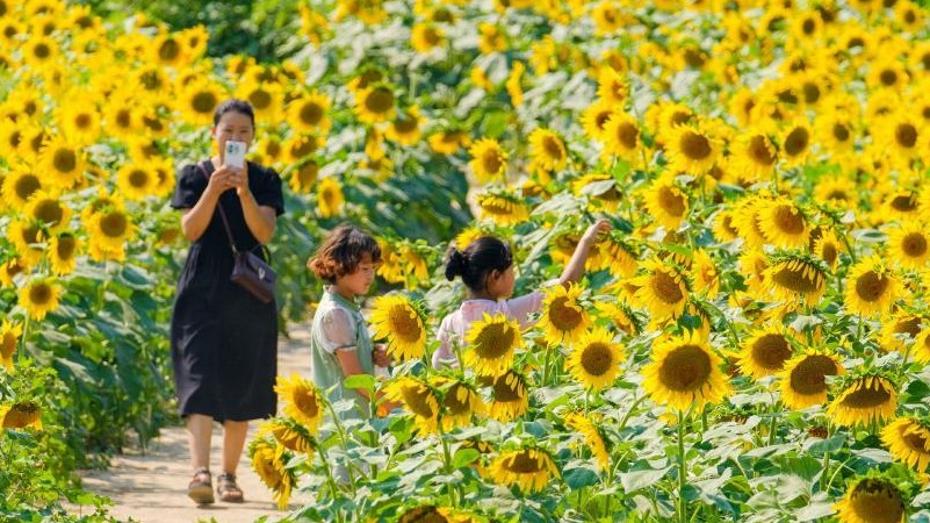 Tebing Sungai Kuning Dihiasi Bunga Matahari