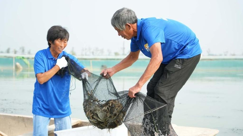 Sibuk Kumpul Ketam di Dongying