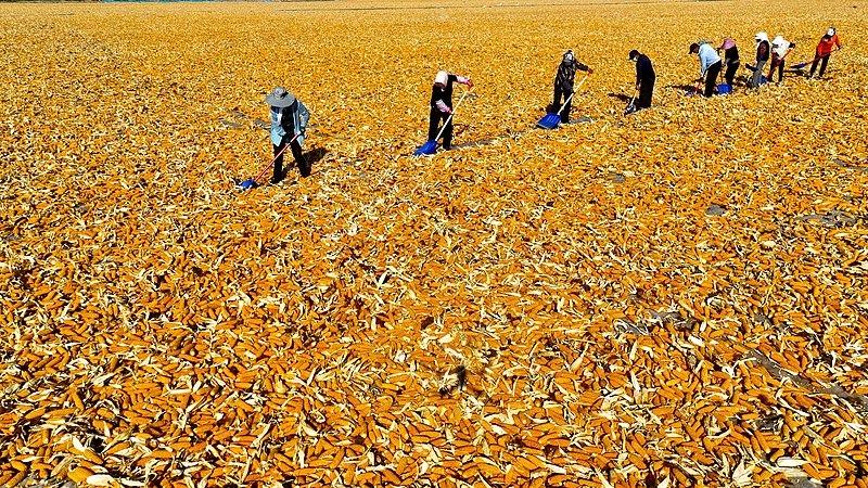 Musim Tuaian Jagung di Gansu