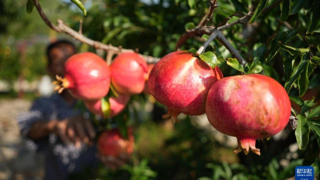 Tuaian Buah Delima Melimpah di Zaozhuang