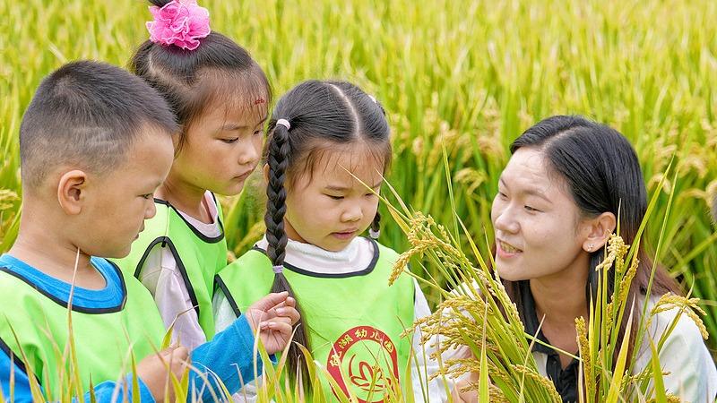 Hai'an, Jiangsu: Lekcje na polach ryżowych dla przedszkolaków poświęcone jedzeniu