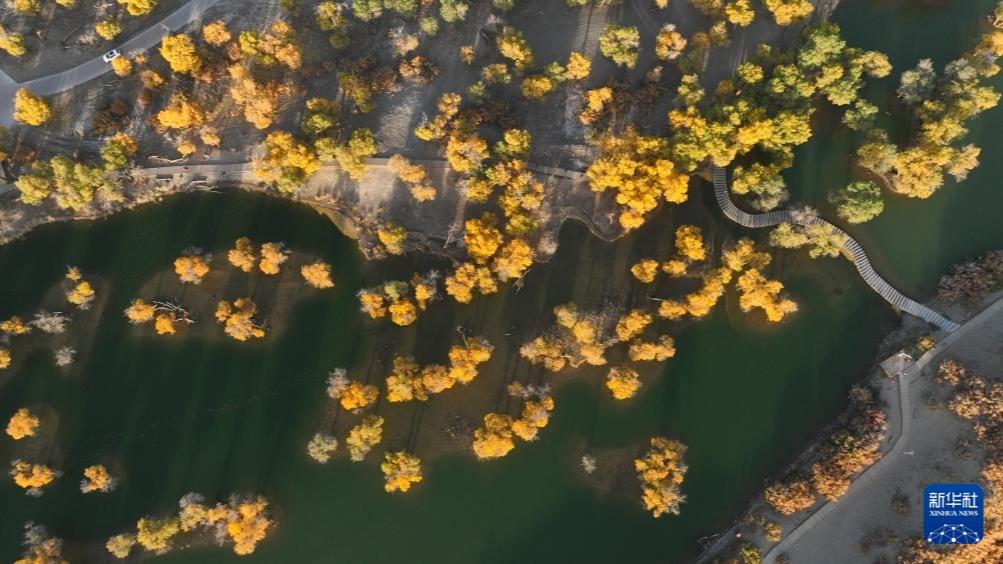 Hutan Populus Euphratica Jadi Daya Tarikan