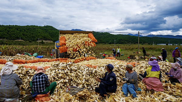 Musim Tuaian Jagung di Yunnan