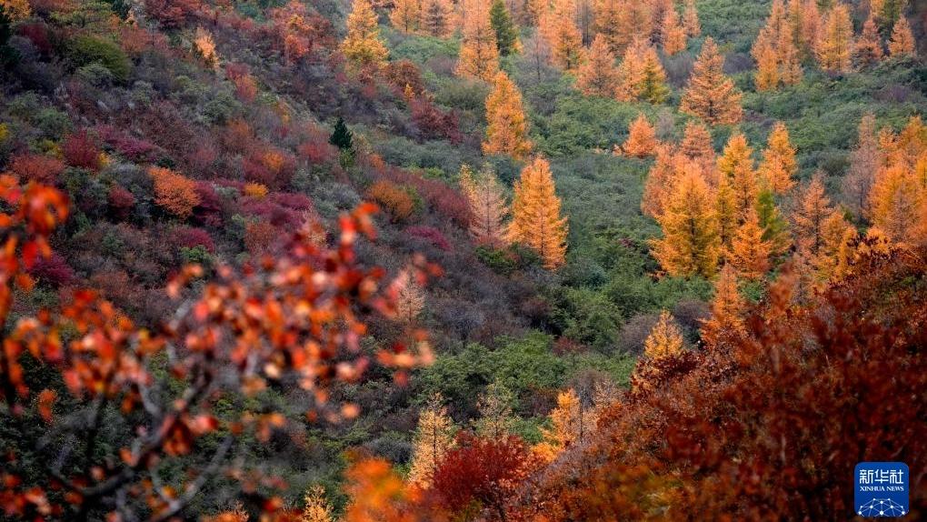 Pemandangan Musim Luruh yang Mempesona di Ningxia