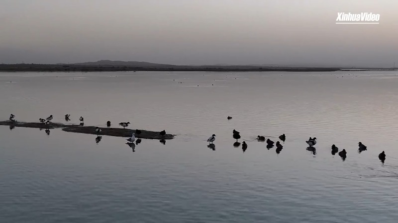 استقبال «دریاچه بُستان» در شمال غربی چین از پرندگان مهاجرا