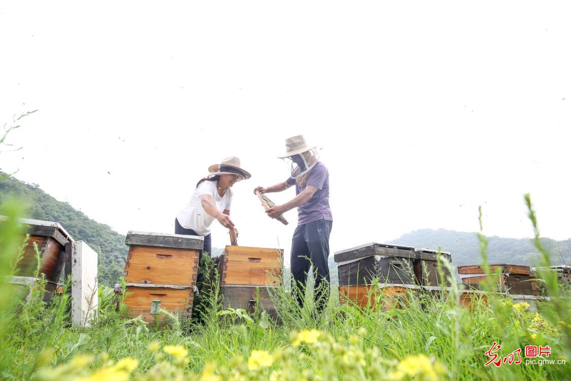 Οι μελισσοκόμοι ελέγχουν την παραγωγή μελισσών βαθιά μέσα στα βουνά Ταϊχάνγκ, στην κομητεία Λιντσένγκ, στην πόλη Σινγκτάι, της επαρχίας Χεμπέι της βόρειας Κίνας, σε φωτογραφία από τις 31 Ιουλίου 2022. (Εικόνα /Guangming)