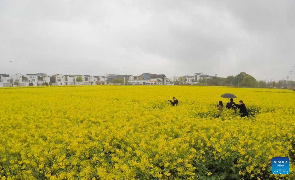 Οι τουρίστες βγάζουν φωτογραφίες σε ένα χωράφι με λουλούδια στην περιοχή Φουγιάνγκ της πόλης Χανγκτζού, στην επαρχία Τζετζιάνγκ της ανατολικής Κίνας, στις 30 Μαρτίου 2023. (Xinhua/Weng Xinyang)
