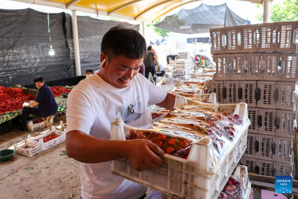Ένας αγοραστής από την επαρχία Ανχούι μεταφέρει κεράσια στην τοπική αγορά κερασιών στην πόλη Γιανγιά της κομητείας Γιγιουάν που βρίσκεται στην επαρχία Σανντόνγκ της ανατολικής Κίνας, 31 Μαΐου 2023. (Xinhua/Zhu Zheng)