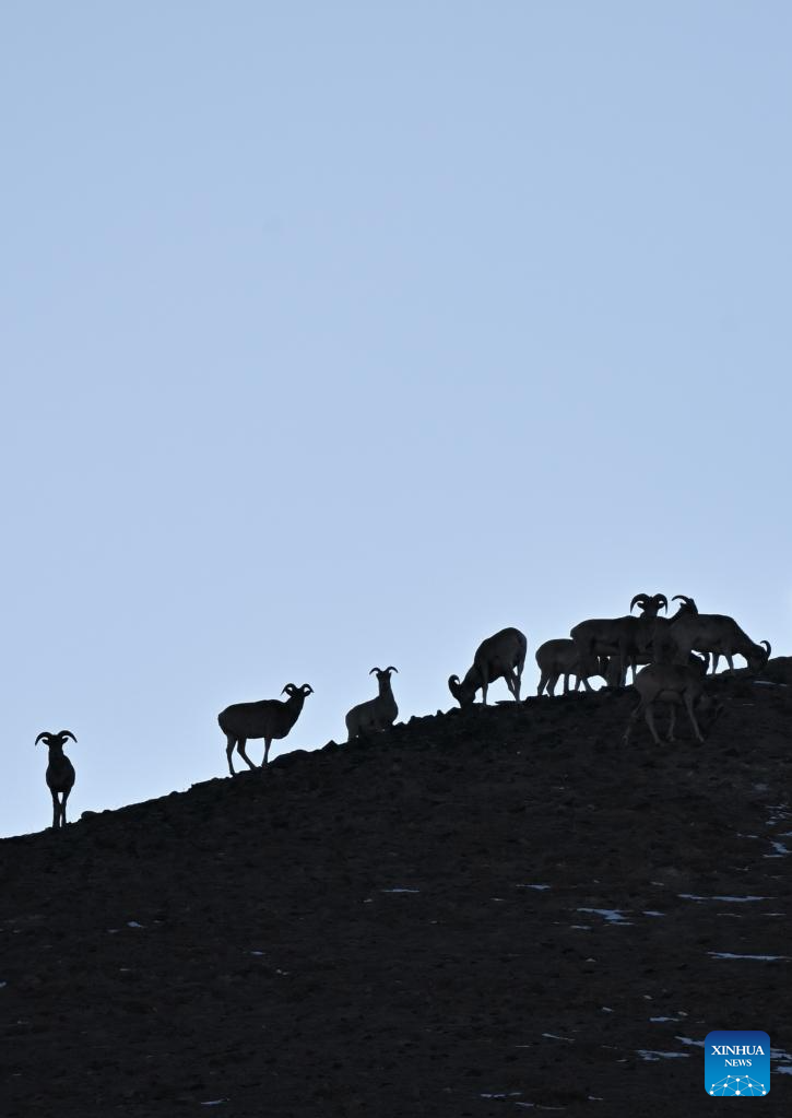 Αυτή η φωτογραφία που τραβήχτηκε στις 15 Οκτωβρίου 2023 δείχνει μπλε πρόβατα που βοσκούν σε έναν λόφο στο Εθνικό Φυσικό Καταφύγιο των Ορέων Αλτούν στην Αυτόνομη Περιφέρεια Σιντζιάνγκ Ουιγκούρ της βορειοδυτικής Κίνας. Xinhua/Li Xiang)