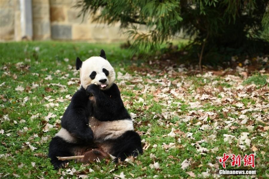 Φωτογραφία αρχείου δείχνει το γιγαντιαίο πάντα Μέι Σιανγκ να τρώει μπαμπού στον Εθνικό Ζωολογικό Κήπο του Σμιθσόνιαν στην Ουάσινγκτον, στις Ηνωμένες Πολιτείες. (Φωτογραφία: China News Service/Wu Qingcai)