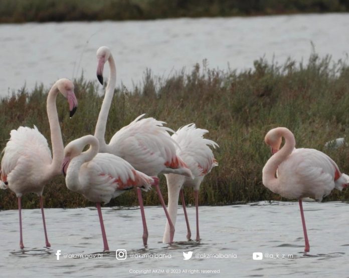 flamingo(Foto ATSH)