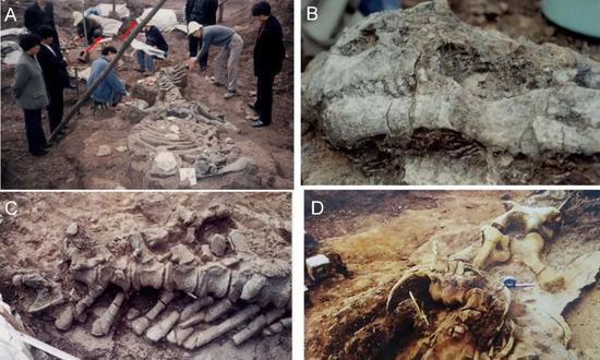 Τα απολιθώματα δεινοσαύρων που ανασκάφηκαν στην περιοχή Πινγκμπά της πόλης Ανσούν στην επαρχία Γκουιτζόου της νοτιοδυτικής Κίνας. (Φωτογραφία από το διαδίκτυο)