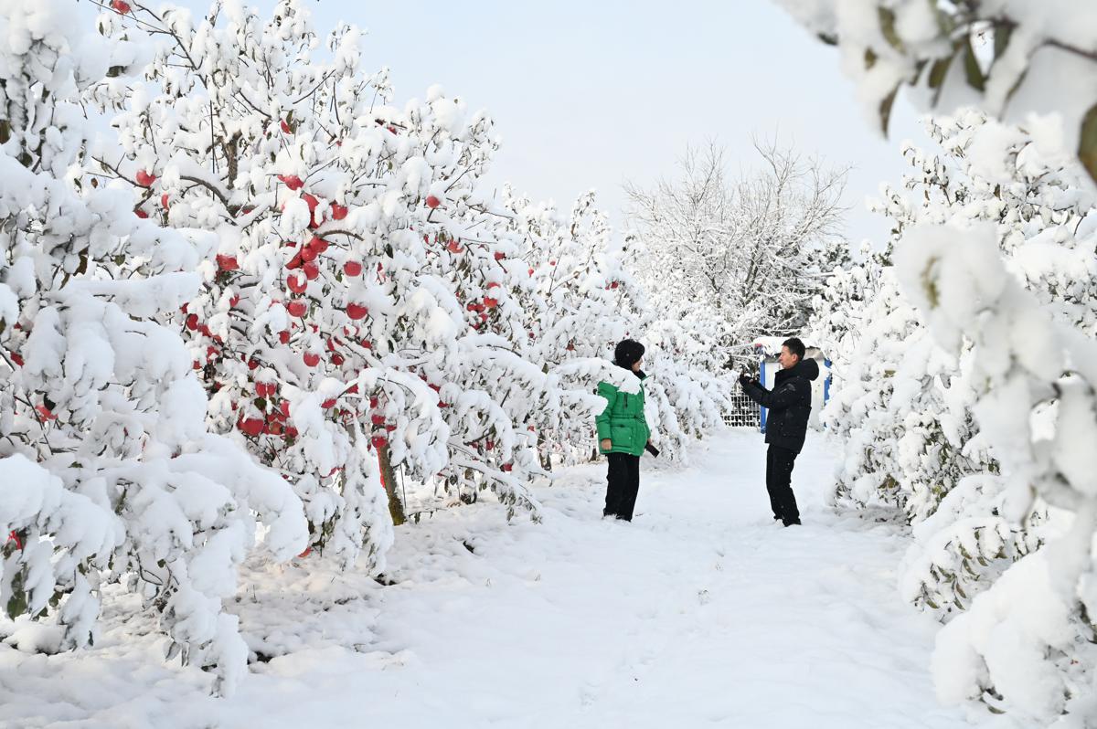 Άνθρωποι τραβούν φωτογραφίες με τα ‘μήλα του χιονιού’ σε έναν κήπο στο Σιτσένγκ της Τσισιά,  μια πόλη σε επίπεδο κομητείας στην επαρχία Σανντόνγκ. 