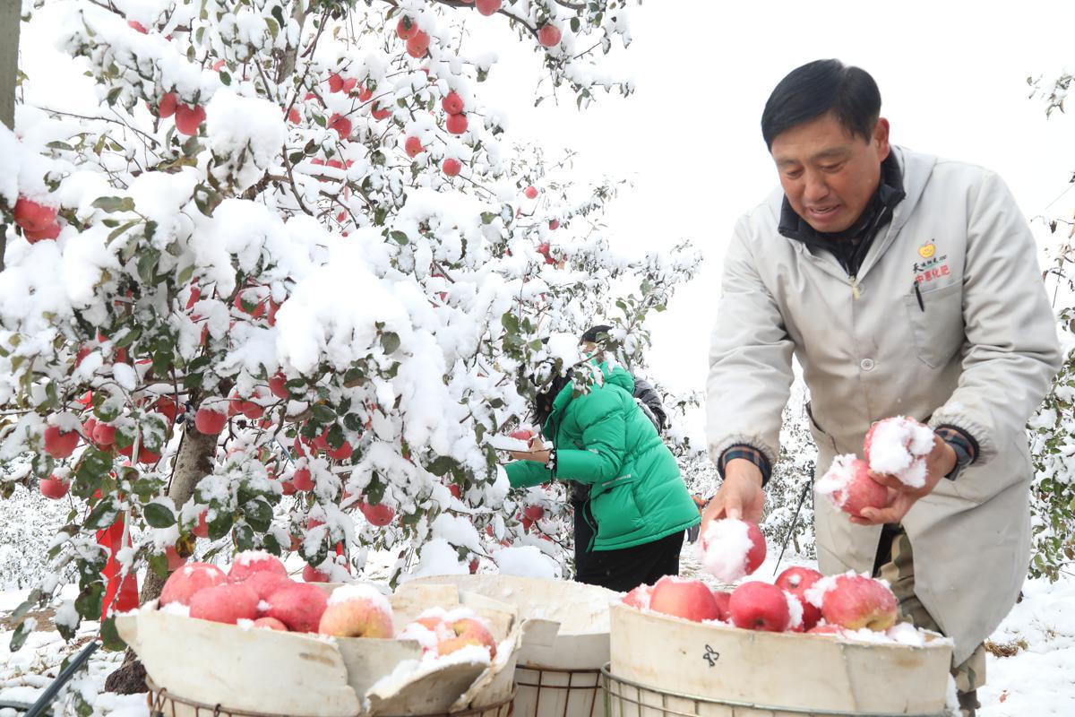 Τα μήλα συλλέγονται μετά από μια χιονόπτωση στην Τσισιά, μια σημαντική βάση παραγωγής μήλων στην πόλη Γιεντάι της επαρχίας Σανντόνγκ. [Φωτογραφία από τον Luan Qincheng/Παρέχεται στο chinadaily.com.cn]