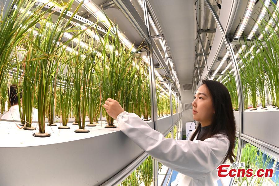 Ερευνήτρια ελέγχει την ανάπτυξη του ρυζιού στην πρώτη 20ώροφη μη επανδρωμένη κάθετη φάρμα λαχανικών στο Τσενγκντού, στην επαρχία Σιτσουάν της νοτιοδυτικής Κίνας, 7 Δεκεμβρίου 2023. (Φωτογραφία: China News Service/An Yuan)