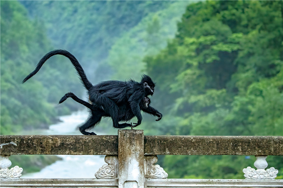 Μια μαϊμού από το φυσικό καταφύγιο του ποταμού Μαγιάνγκ στην επαρχία Γκουιτζόου. [Φωτογραφία Xie Jianguo/cpanet.org.cn]