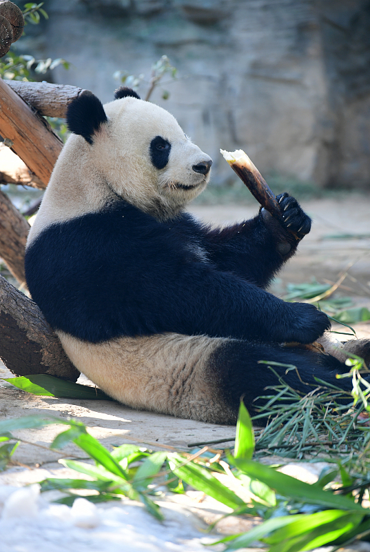 Ένα πάντα τρώει μπαμπού στο Ζωολογικό Κήπο του Πεκίνου στις 28 Δεκεμβρίου 2023. [Φωτογραφία/VCG]