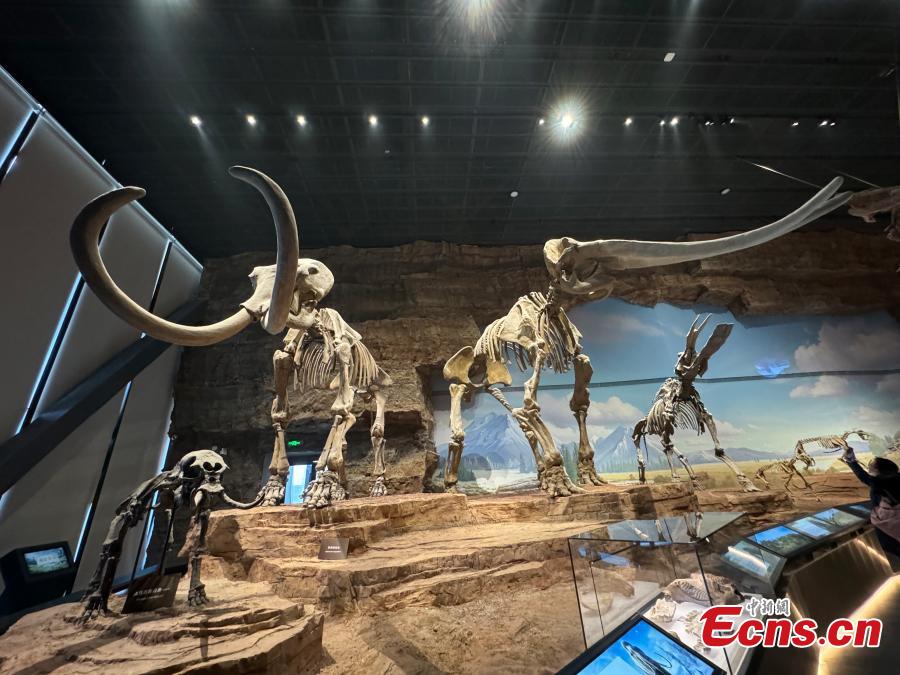 Απολιθωμένος σκελετός μαμούθ στο Μουσείο Φυσικής Ιστορίας του Μπαοντίνγκ, ή αλλιώς το Παλαιοζωολογικό Μουσείο, στην επαρχία Χεμπέι της βόρειας Κίνας, 3 Ιανουαρίου 2024. (Φωτογραφία: China News Service/Sun Zifa)