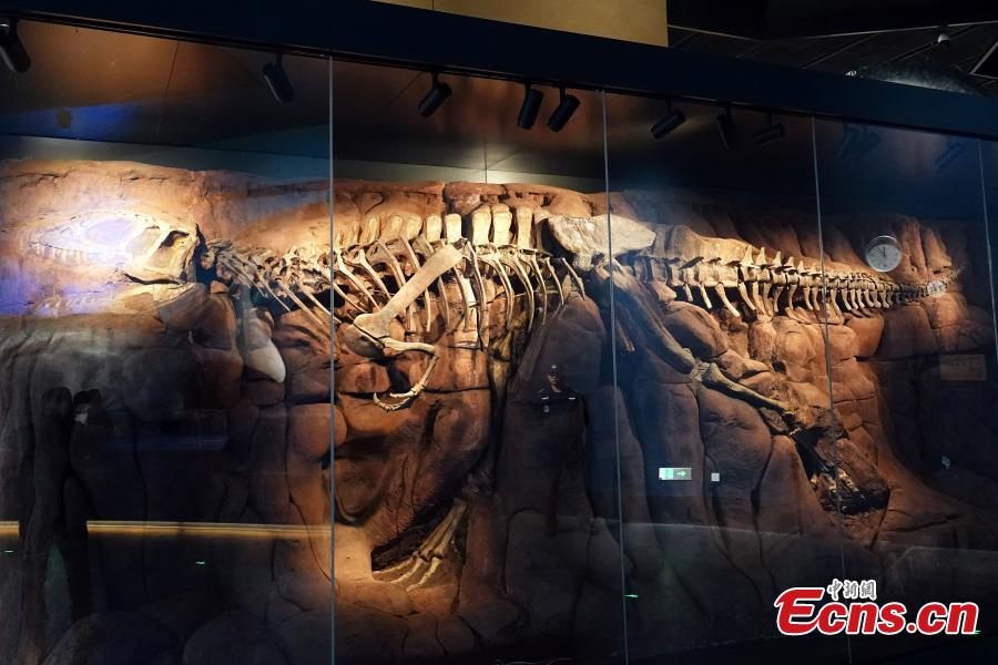 Ο σκελετός του μοναδικού "Σινόσαυρου Ντόντζι" στον κόσμο, παρουσιάζεται στο Μουσείο Φυσικής Ιστορίας του Μπαοντίνγκ, ή αλλιώς το Παλαιοζωολογικό Μουσείο, στην επαρχία Χεμπέι της βόρειας Κίνας, σε φωτογραφία από τις 3 Ιανουαρίου 2024. (Φωτογραφία: China News Service/Sun Zifa)