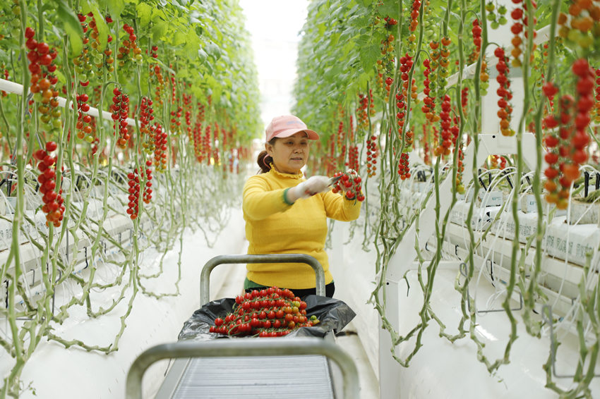 Εργάτης μαζεύει ντοματάκια-κεράσι σε ένα ‘έξυπνο’ θερμοκήπιο του κυκλικού αγροτικού πάρκου μέσα στο Σινο-Γαλλικό Γεωργικό Πάρκο Επιστήμης και Τεχνολογίας στο Τζιανγκλίνγκ του  Ναντσόνγκ, στην επαρχία Σιτσουάν της νοτιοδυτικής Κίνας, 19 Φεβρουαρίου 2024 (Φωτογραφία/Yang Bo)