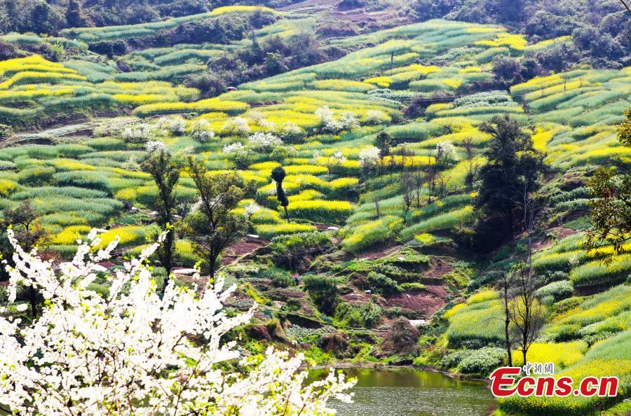 Μια θάλασσα λουλουδιών είναι σε πλήρη άνθιση, δημιουργώντας μια αίσθηση υδατογραφίας στην επαρχία Σιτσουάν της νοτιοδυτικής Κίνας, στις παρακάτω φωτογραφίες από τις 22 Μαρτίου 2024. (Φωτογραφία: China News Service/Zeng Meng)