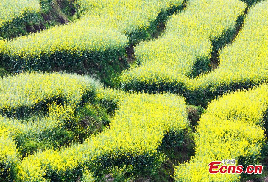 Μια θάλασσα λουλουδιών είναι σε πλήρη άνθιση, δημιουργώντας μια αίσθηση υδατογραφίας στην επαρχία Σιτσουάν της νοτιοδυτικής Κίνας, στις παρακάτω φωτογραφίες από τις 22 Μαρτίου 2024. (Φωτογραφία: China News Service/Zeng Meng)
