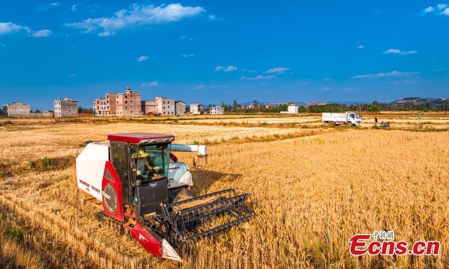 Ένας θεριστής εργάζεται σε ένα χωράφι σιταριού στην όχθη της λίμνης Ντιεντσί στο Κουνμίνγκ, επαρχία Γιουνάν της νοτιοδυτικής Κίνας, 8 Μαΐου 2024. (Φωτογραφία: China News Service/Song Guangxu)