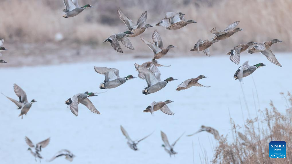 Pamje nga strehimi i zogjve shtegtarë përgjatë bregdetit në Gjirin e Detit të Verdhë-Bohai(Foto:Xinhua)