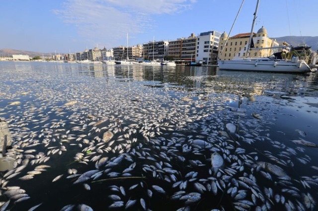 Peshqit e ngordhur (Foto Rtsh)