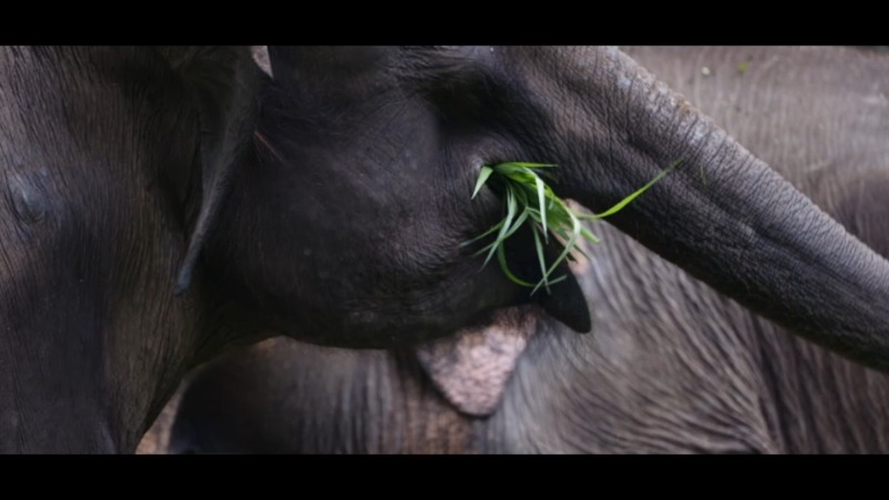 Ochrona azjatyckich słoni