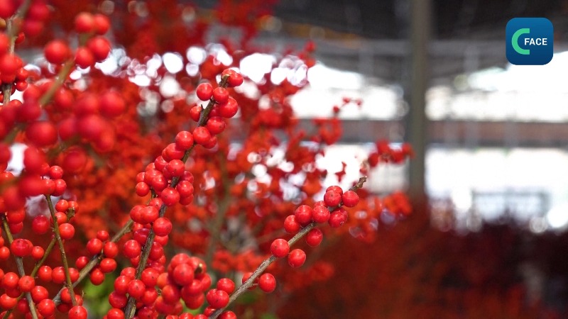 ตลาดดอกไม้สดของกว่างโจวคึกคักช่วงใกล้ตรุษจีน