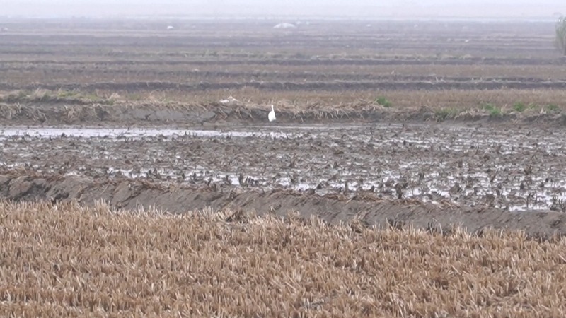 Ratusan Ribu Burung Hijrah Singgah di Sungai Yalu