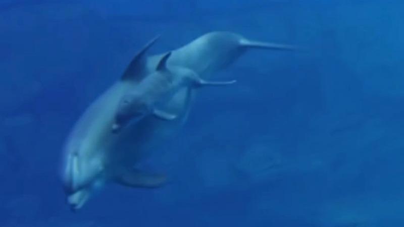 Delfin butlonosy z Hiszpanii urodził młode na wyspie Hainan