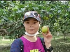 Kebun Pokok Buah Pear Korla di Xinjiang