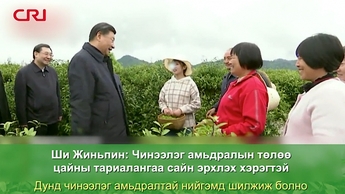Ши Жиньпин: Чинээлэг амьдралын төлөө цайны тариалангаа сайн эрхлэх хэрэгтэй