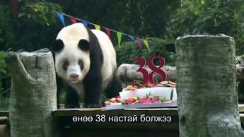 Хамгийн урт настай панда төрсөн өдрөө тэмдэглэлээ