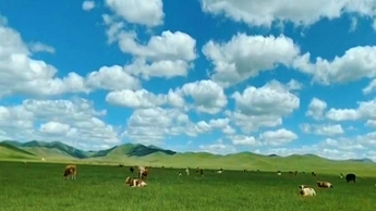 Өвөр Монголын Хишигтэн нутаг зуншлага сайхан болж байна