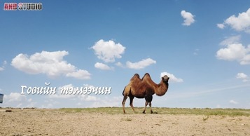 Говийн тэмээчин
