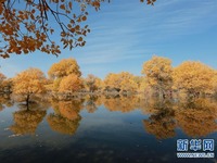 Musim Paling Cantik Populus Euphratica di Gansu