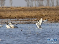 Swan Seronok Bermain di Tebing Sungai Kuning
