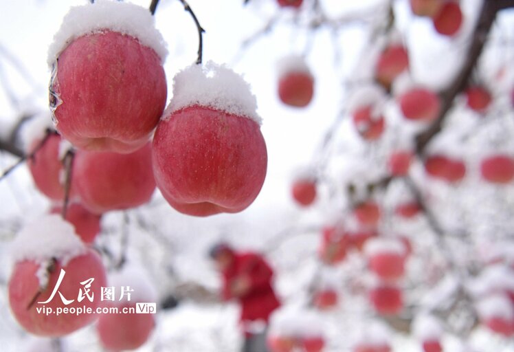 به به! سیب هایی با چاشنی برف +تصاویر