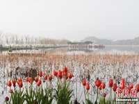 Pemandangan Musim Bunga Tasik Xihu