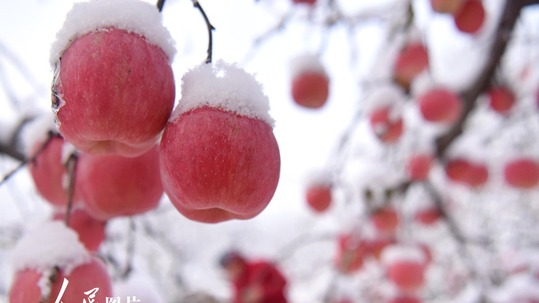 به به! سیب هایی با چاشنی برف +تصاویرا