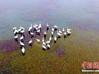 Kumpulan Swan Singgah di Tanah Paya