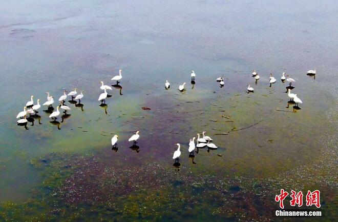 Kumpulan Swan Singgah di Tanah Paya
