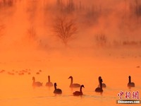 Swan Menari di Xinjiang