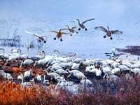 Swan Berhijrah ke Sanmenxia