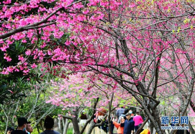 Sakura Mekar Warnai Taman Negara_fororder_yh2